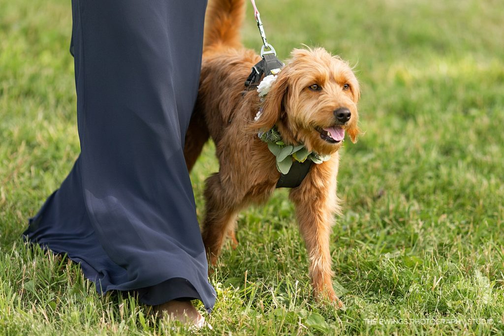 The perfect way to incorporate your dog into your wedding is as a "flower dog."