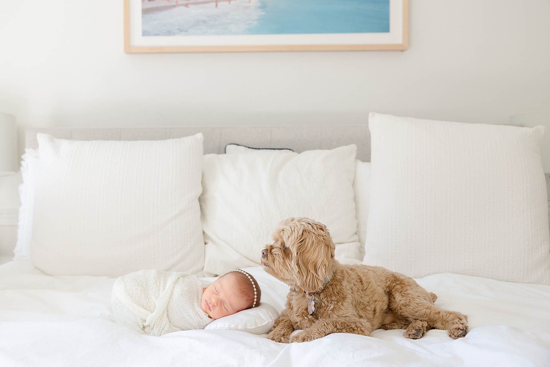 Beacon Hill Newborn Photographer - in-home luxury newborn session, natural light with dog.